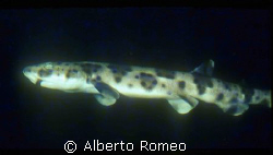 SERVAL SHARK Scyliorhinus stellaris IN A  NIGHT DIVE.
Ni... by Alberto Romeo 